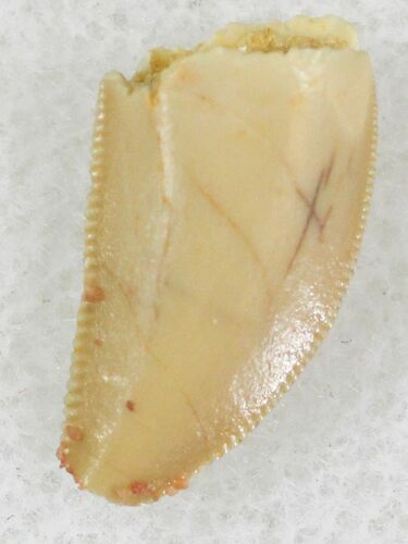 Bargain Raptor Tooth From Morocco - #21749